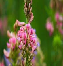 Sainfoin Flower Seeds for Planting - 100 Pcs pcs