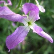 Heirloom Non-GMO Matthiola Flower Seeds for Planting – Fragrant Stock Garden Blooms