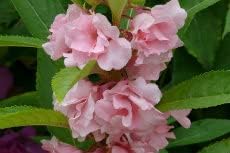 Balsam Camellia Flower Seeds in Pale Pink - 100 pcs for planting in your garden.
