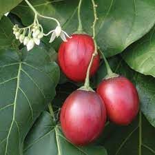 Tamarillo Seeds for Planting heirloom & Non-GMO Seeds