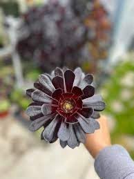 Arboreum Atropureum Flower Seeds for Planting - 100 pcs