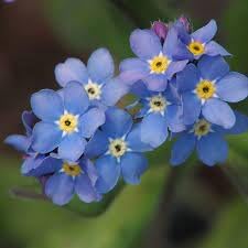Myosotis Flower Seeds Fresh for Planting NON GMO Seeds seeds for planting in home garden