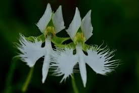 Egret Bonsai Flower Seeds – Heirloom Non-GMO Seeds for Decorative Garden Planting