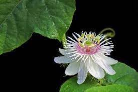 Passion Flower Seeds for Garden - NON GMO Seeds