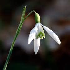 Galanthus Flower Seeds for Planting - 100 pcs