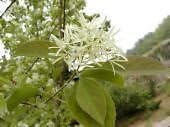 Organic Heirloom Non-GMO White Chionanthus Seeds for Planting – Fragrant Tree Blooms
