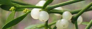 Mistletoe White Plant Seeds for Planting NON GMO Seeds