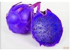 Pitaya Fruit Seeds for Planting Lavender 100 Pcs pcs