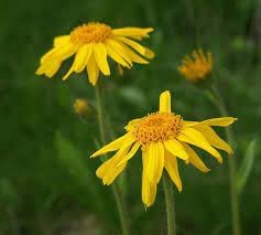 Fresh Arnica Flower Seeds for Planting - 100 pcs