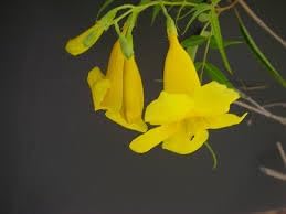 Tecoma Stans Flower Seeds – Heirloom Non-GMO Seeds for Bright and Tropical Garden Planting