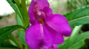 Balsam Camellia Flower Seeds – Heirloom Non-GMO Seeds for Garden Planting