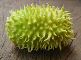 Wild or West Indian Gherkin Cucumber Seeds for Planting - Heirloom & Non-GMO Garden Seeds