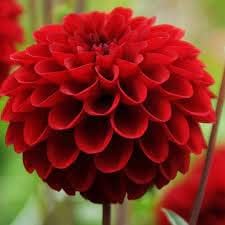 Heirloom Non-GMO Dahlia Flower Seeds – Deep Red Blooms for Planting for planting in your garden.