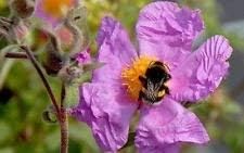 Purple Cistus Flower Seeds for Planting ƒ?? Organic, Heirloom, Non-GMO Garden Seeds