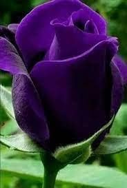 Thick Purple Rose Plant Seeds - Non-GMO Heirloom Garden Seeds for Planting Ideal for Home Gardens