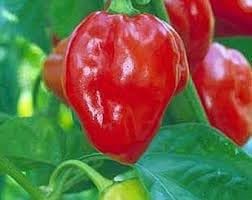 Scotch Bonnet Pepper Vegetable Seeds for Planting - 100 Pcs pcs