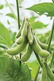 Soybean Glycine max for planting in vegetable patch