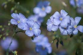 Heirloom Flax Flower Seeds for Garden Planting, Non-GMO, Delicate Blue Blooms for Wildflower Meadows for planting in home garden