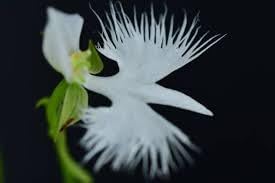 Egret Orchid Flower Seeds for Planting 100 pcs -Hierloom Flower Seeds