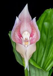 Orchid Flower Seeds for Planting 100 pcs -Hierloom Flower Seeds