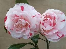 White Light Red Camellia Seeds for Planting – Organic, Heirloom, Non-GMO Flowers