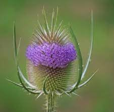 Dipsacus Plant Seeds for Planting - 100 pcs