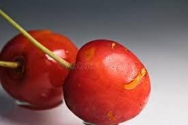 Ardisia Crenata Fruit Seeds - A Decorative Plant with Vibrant Fruits 100 Pcs pcs