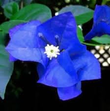 Blue Spectabilis Flower Seeds for Planting - NON GMO Seeds