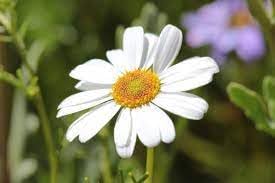 Heirloom Brachyscome Flower Seeds for Garden Planting, Non-GMO, Daisy-Like Blooms for Edging