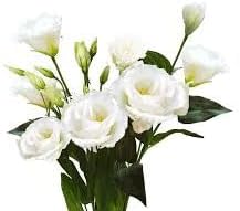 Eustomia Flower Seeds for Planting â€“ NON GMO Seeds