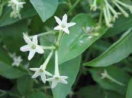 Cestrum Flower Seeds for Planting - 100 pcs