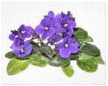 Futaba Violet Flower Seeds for Planting - 100 Pcs pcs