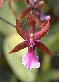 Orchid Flower Seeds for Planting ,Heirloom Seeds -100 pcs