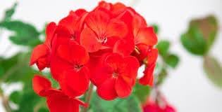 Geranio de Hojas Flower Seeds for Planting - NON GMO Seeds
