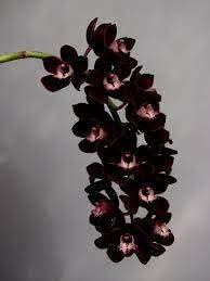 Organic Heirloom Non-GMO Black Flower Pot Plant Seeds for Planting – Rare Blooming Variety