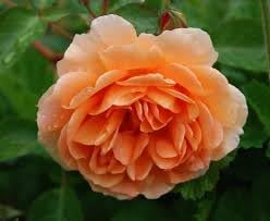 Rose Rosa Flower Seeds for Planting – Heirloom, Non-GMO Seeds for Garden Blooms