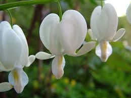 Heirloom Non-GMO White Bleeding Heart Flower Seeds for Unique Garden Borders and Romantic Planting