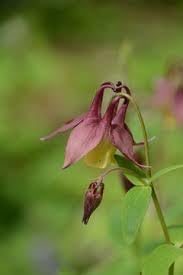 Buergeriana Flower Seeds for Garden Planting - 100 pcs