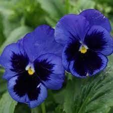 Pansy Flower Seeds Heirloom Non GMO Planting - 100 pcs - Flower for planting in home garden