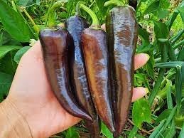 Sweet Pepper Vegetable Seeds for Planting - 100 Pcs pcs