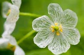 Transparent Skeleton Flower Seeds for Planting - NON GMO Seeds