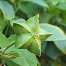 Plukenetia Plant Seeds for Growing Nutritious and Hardy Trees 100 Pcs pcs