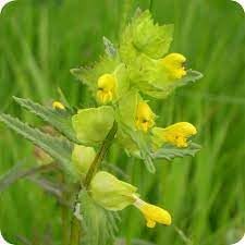 Yellow Rattle Flower Seeds for Planting