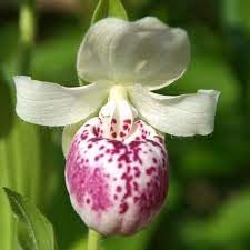 Cypripedium Seeds for Planting – Organic, Heirloom, Non-GMO Flower Seeds