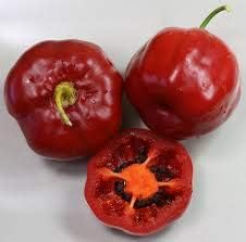 Red Giant Rocoto Vegetable Seeds for Planting, heirloom & Non-GMO Seeds