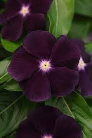 Periwinkle Flower Seeds for Garden Planting - 100 pcs