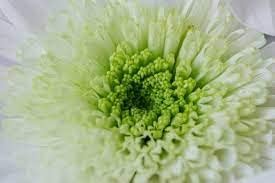 Chrysanthemum Flower Seeds White Green for Planting - NON GMO Seeds