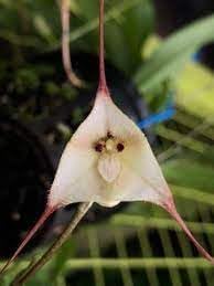 Heirloom Non-GMO Monkey Orchid Flower Seeds for Rare Exotic Blooms and Indoor Garden Planting - Non-GMO for planting in home garden