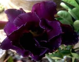 Heirloom Non-GMO Adenium Obesum Flower Seeds for Planting – Desert Rose Variety - Non-GMO for planting in home garden