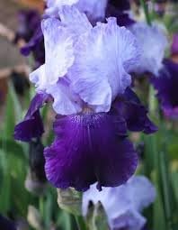 Iris Flower Seeds for Planting - NON GMO Seeds
